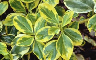 Euonymus fortunei 'Canadale Gold'