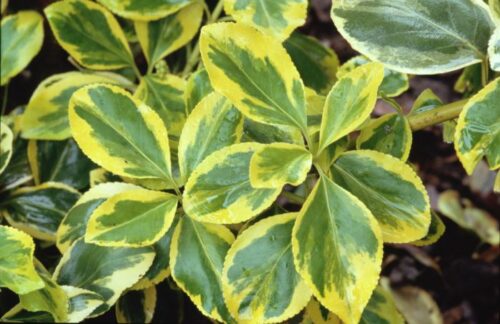 Euonymus fortunei 'Canadale Gold' - Obrázek 1