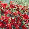 Chaenomeles japonica 'Sargentii' - Keř - kontejner 2,5 l, v. 20-30 cm