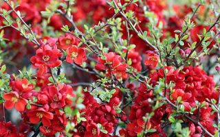 Chaenomeles japonica 'Sargentii'