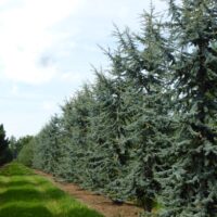 Cedrus libani 'Glauca'