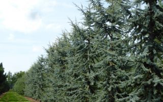 Cedrus libani 'Glauca'