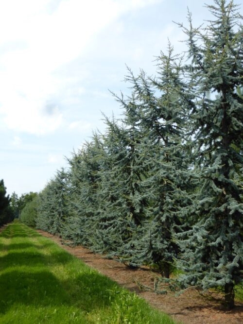 Cedrus libani 'Glauca' - Obrázek 1