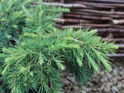 Cedrus deodara 'Feeling Blue' - Obrázek 1