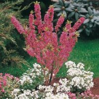 Daphne mezereum 'Rubra' 30–40