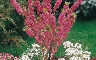 Daphne mezereum 'Rubra' 30–40