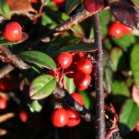 Cotoneaster salicifolius 'Parkteppich' 100 KM