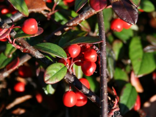 Cotoneaster salicifolius 'Parkteppich' 100 KM - Obrázek 1