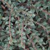Cotoneaster horizontalis 'Variegatus' - Kontejner 5 l, KM 80 cm