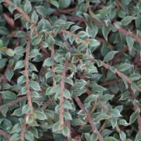 Cotoneaster horizontalis 'Variegatus'
