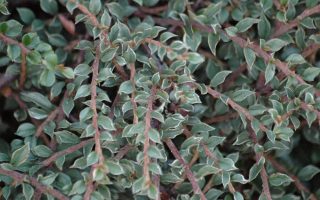 Cotoneaster horizontalis 'Variegatus'