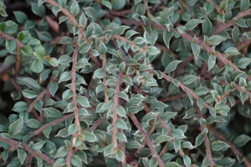 Cotoneaster horizontalis 'Variegatus' - Image 1