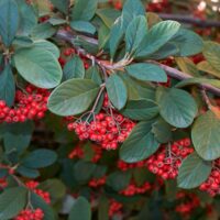 Cotoneaster lacteus 120KM