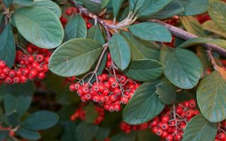 Cotoneaster lacteus 120KM