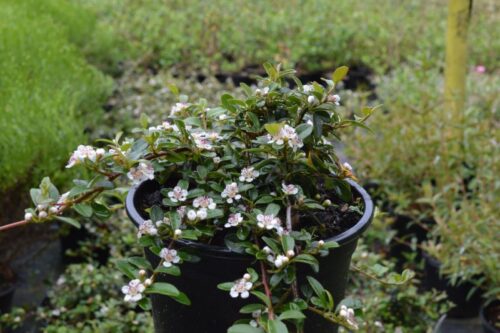 Cotoneaster 'Skogholm' 20–30 cm - Obrázek 1