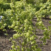 Corylus avellana 'Twister'