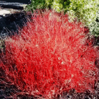 Cornus stolonifera 'Kelseyi' 20–30 cm