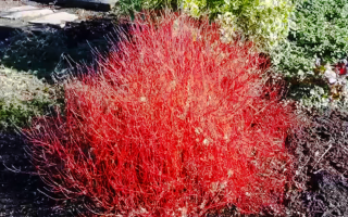 Cornus stolonifera 'Kelseyi' 20–30 cm