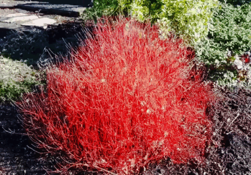Cornus stolonifera 'Kelseyi' 20–30 cm - Obrázek 1