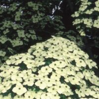 Cornus kousa var. chinensis