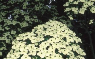 Cornus kousa var. chinensis