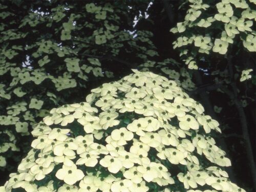 Cornus kousa var. chinensis - Obrázek 1
