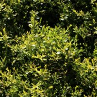 Buxus microphylla 'Herrenhausen'