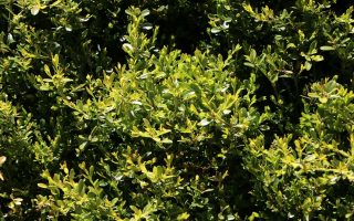 Buxus microphylla 'Herrenhausen'