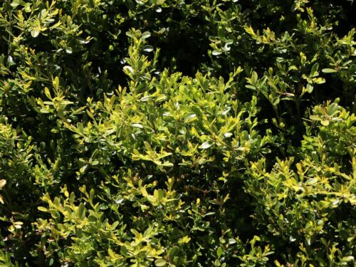 Buxus microphylla 'Herrenhausen' - Obrázek 1
