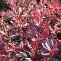 Berberis thunbergii 'Rose Glow'
