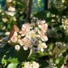 Aronia melanocarpa 'Aron' - Keř - kontejner 2,5 l, v. 20 - 30 cm