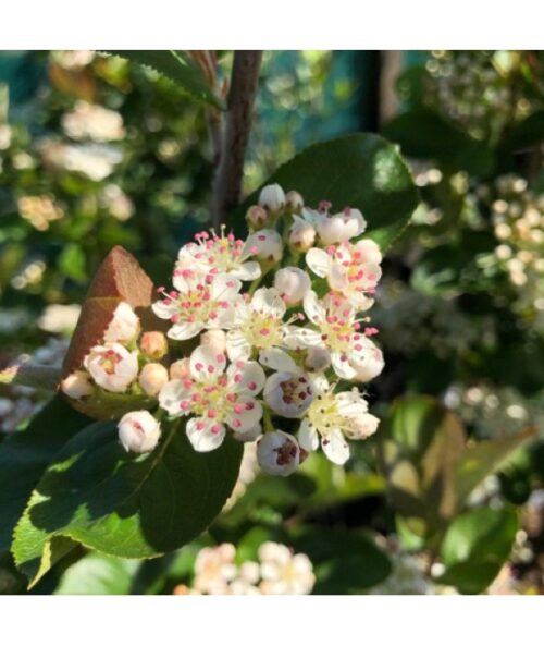 Aronia melanocarpa 'Aron' - Obrázek 1