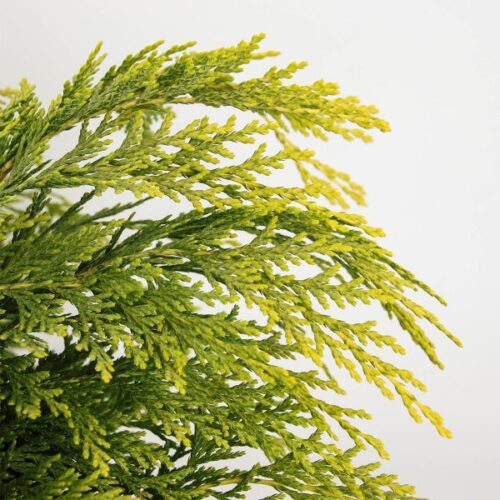 Chamaecyparis lawsoniana 'Sunkist' - Obrázek 1
