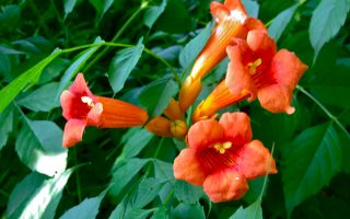 Campsis radicans