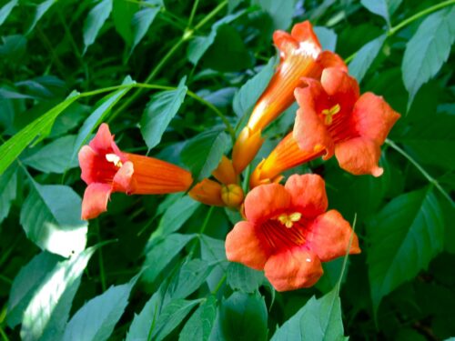 Campsis radicans - Obrázek 1