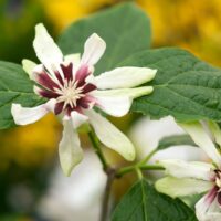 Calycanthus 'Venus'