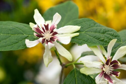 Calycanthus 'Venus' - Obrázek 1
