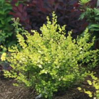 Betula nana 'Golden Treasure'