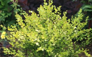 Betula nana 'Golden Treasure'
