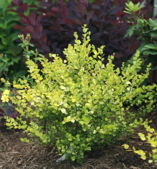 Betula nana 'Golden Treasure' - Image 1