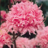 Azalea 'Homebush'