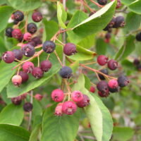 Amelanchier spicata