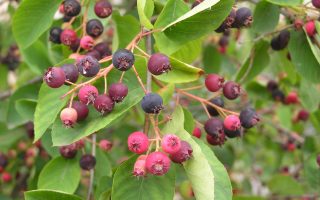 Amelanchier spicata