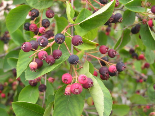 Amelanchier spicata - Obrázek 1