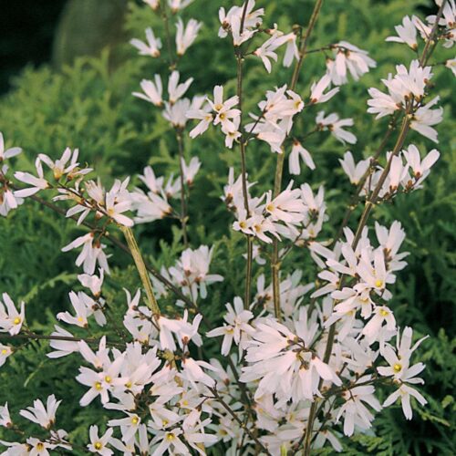 Abeliophyllum distichum 60–80 cm - Obrázek 1