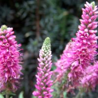 Veronica spicata 'Rosa Zwerg'
