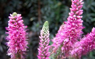 Veronica spicata 'Rosa Zwerg'