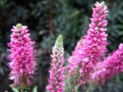 Veronica spicata 'Rosa Zwerg' - Obrázek 1