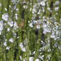Veronica gentianoides