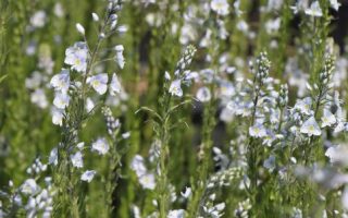 Veronica gentianoides